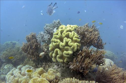 Rạn san hô Great Barrier ở Australia. Ảnh: AFP/TTXVN.