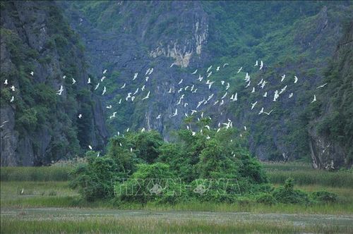 Đàn cò bay lượn trên Đầm Vân Long, Ninh Bình. Ảnh minh họa: Minh Đức/TTXVN.