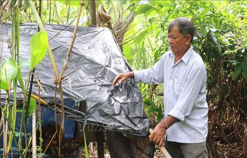 Ông Lê Văn Chìa (xã Trà Côn, tỉnh Vĩnh Long) sửa lại chòi canh để trú tạm hàng đêm khi đi quan sát khu vườn nơi chim, cò trú ngụ.