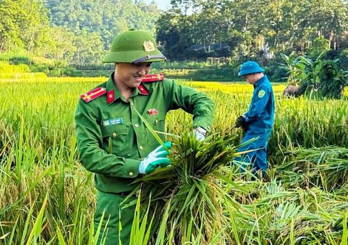 Theo ghi nhận, những ngày này thời tiết tại Thanh Hóa diễn biến thất thường, nắng nóng xen kẽ mưa dông bất chợt khiến bà con nông dân phải “chạy đua” với thời gian để bảo vệ thành quả sản xuất sau nhiều tháng chăm sóc. Từ sáng sớm, nhiều cán bộ, chiến sĩ công an xã đã có mặt ngoài đồng để cùng người dân gặt lúa, gom rạ, vận chuyển thóc về nhà.