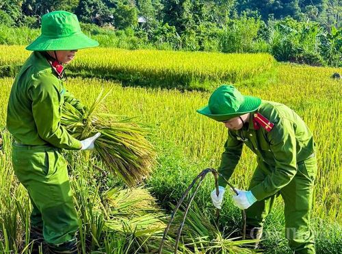 Ở xã Cẩm Tân và Quý Lương, hoạt động hỗ trợ mùa gặt cũng được triển khai đồng loạt. Không khí lao động khẩn trương nhưng chan chứa nghĩa tình hiện rõ trên từng cánh đồng. Dù mồ hôi ướt đẫm áo, nhiều cán bộ, chiến sĩ vẫn động viên nhau cố gắng giúp bà con thu hoạch nhanh trước khi thời tiết chuyển xấu.