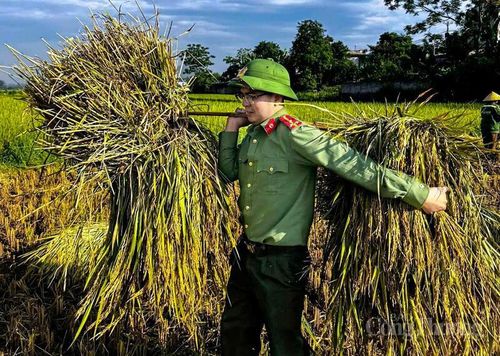 Trên những cánh đồng đang vào vụ thu hoạch, hình ảnh màu áo công an cùng người dân tất bật gặt lúa giữa nắng hè không chỉ giúp bà con bảo vệ mùa màng, mà còn lan tỏa tinh thần sẻ chia, trách nhiệm vì cộng đồng. Đó cũng là minh chứng sinh động cho tinh thần “lúc dân cần, lúc dân khó, có Công an” bằng những hành động cụ thể, gần gũi và đầy nhân văn.