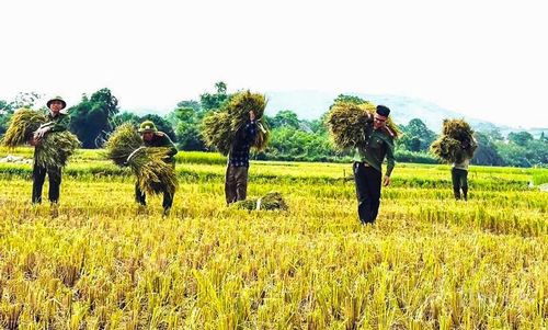 Chia sẻ tại buổi gặt lúa giúp dân, Đại úy Nguyễn Văn Duy - Phó Trưởng Công an xã Yên Nhân cho biết, lực lượng Công an xã luôn xác định nhiệm vụ của mình không chỉ là giữ gìn an ninh trật tự mà còn phải gắn bó, đồng hành cùng người dân trong cuộc sống hằng ngày. “Mỗi việc làm dù nhỏ nhưng thiết thực sẽ góp phần xây dựng niềm tin, thắt chặt tình cảm giữa lực lượng Công an với nhân dân, từ đó tạo nền tảng vững chắc cho phong trào toàn dân bảo vệ an ninh Tổ quốc”, Đại úy Nguyễn Văn Duy cho hay.