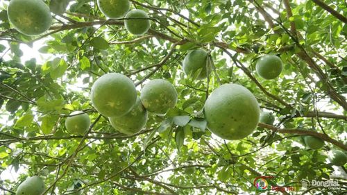 Những chùm bưởi sai trĩu cành dưới tán vườn xanh mát ở làng bưởi 5 Huệ Tân Triều. Ảnh: Tiến Dũng