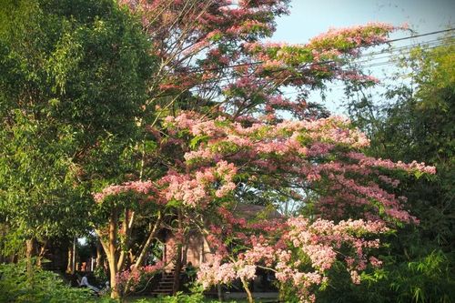  Người dân phố núi thường gọi đây là “phượng hồng” bởi hoa nở vào mùa hè, cùng thời điểm với phượng vĩ. Ảnh: Hoàng Hoài 