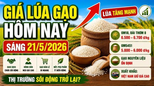Cập nhật giá lúa gạo hôm nay 21/5/2026. Hình minh họa