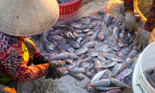 Cá mó sau khi đánh bắt tươi rói được phân loại đi tiêu thụ