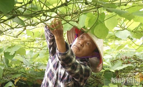 CCB Đặng Xuân Tạo, xã Nhân Hà tiên phong đưa cây sắn dây ta vào trồng tại vùng đất bãi ven sông Hồng cho hiệu quả kinh tế cao, tạo ra sản phẩm OCOP 3 sao cho địa phương.