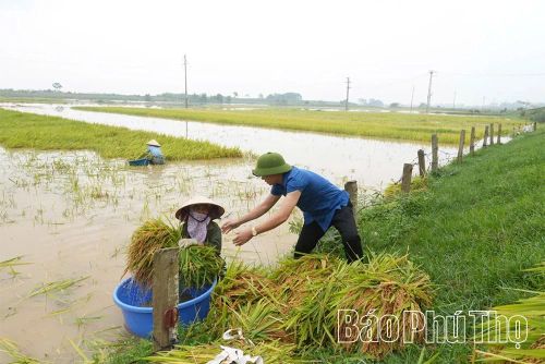 Cán bộ xã Hoàng An tham gia giúp dân cứu lúa trong điều kiện nước lũ ngày càng dâng cao.