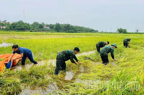 Trên khắp các cánh đồng còn ngập nước, hình ảnh cán bộ, chiến sĩ cùng bà con Nhân dân ngâm mình giữa ruộng sâu, khẩn trương gặt lúa, vận chuyển từng bao thóc về nơi tập kết đã để lại nhiều xúc động đẹp trong lòng người dân địa phương.