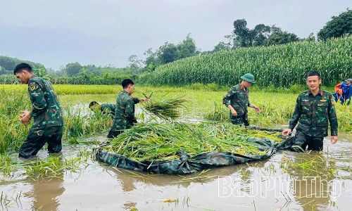 Trước tình hình trên, cùng với Ban Chỉ huy Quân sự xã, các cán bộ chiến sĩ Lữ đoàn 168 đã huy động lực lượng, khẩn trương ra quân hỗ trợ Nhân dân thu hoạch lúa.