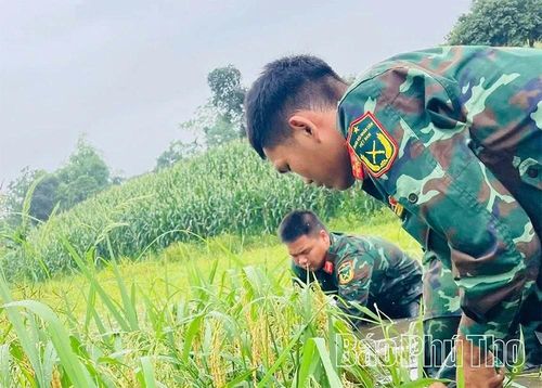 Dù thời tiết không thuận lợi, công việc nặng nhọc, vất vả, nhưng tất cả đều chung một quyết tâm cố gắng “cứu” lấy thành quả lao động của Nhân dân.