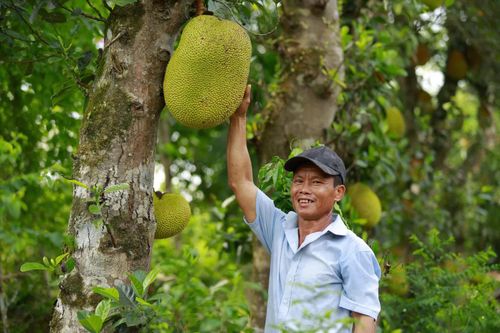  Mùa mít ở thôn Tây Chánh, xã Nam Hải Lăng - Ảnh: P.T.L