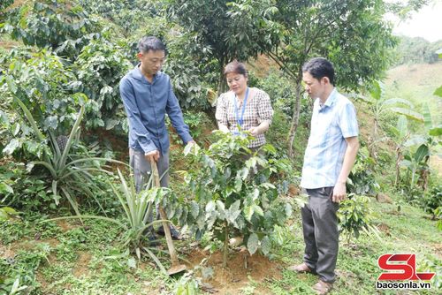 Cán bộ xã Mường Lạn hướng dẫn nhân dân bản Cống chăm sóc cây cà phê.