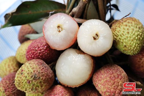 Vải Mường Bú quả to, cùi dày, vị ngọt thanh.