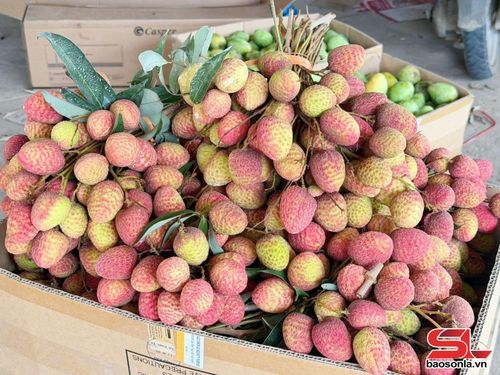 Vải Mường Bú sau khi thu hoạch được bó thành từng chùm.