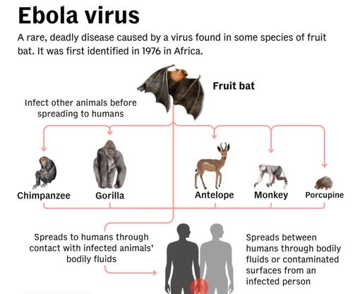 Sơ đồ mô tả cơ chế lây truyền của virus Ebola từ dơi ăn quả sang các loài động vật hoang dã và sang người thông qua tiếp xúc với dịch cơ thể nhiễm bệnh. Virus Ebola cũng có thể lây lan giữa người với người qua dịch cơ thể hoặc bề mặt bị nhiễm bẩn. Đồ họa: CNA