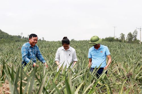 Những vùng đất đồi bạc màu nay đã thay thế bằng mô hình trồng dứa liên kết. Ảnh: HN