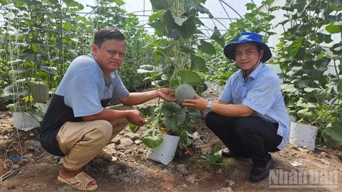 Hợp tác xã đầu tư hệ thống tưới tự động nhằm tiết giảm chi phí sản xuất, hạn chế sâu bệnh và giảm sử dụng thuốc bảo vệ thực vật.