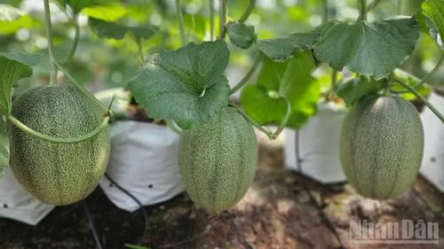 Việc được công nhận các tiêu chuẩn chất lượng giúp sản phẩm dễ dàng tiếp cận các sàn thương mại điện tử và chợ đầu mối.