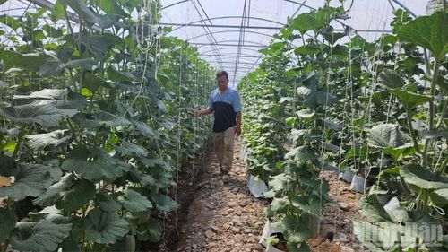 Việc đẩy mạnh ứng dụng nông nghiệp sạch và công nghệ cao đang mở ra hướng đi mới cho sản xuất nông nghiệp tại phường Long Bình.