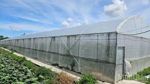 Hợp tác xã Nông nghiệp và Thương mại Dịch vụ Minh Anh là mô hình trồng dưa lưới trong nhà màng theo hướng sạch.