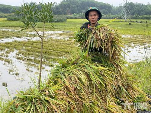  Nâng niu từng bó lúa trĩu hạt.