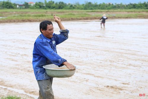 Toàn tỉnh đã hoàn thành làm đất được hơn 22.000 ha (gần 50% diện tích), gieo cấy hơn 6.800 ha (khoảng 15% diện tích).