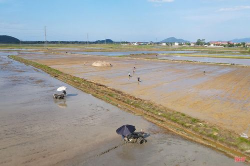 Nông dân xã Tùng Lộc làm đất, xuống giống vụ hè thu.