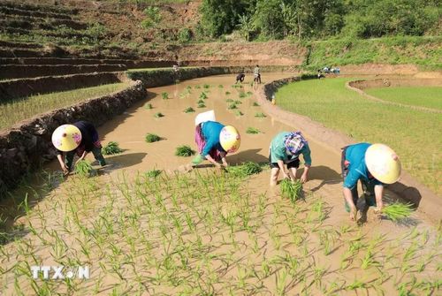 Người dân cấy giống lúa sớm, bắt đầu một vụ mùa mới. (Ảnh: Quý Trung/TTXVN)
