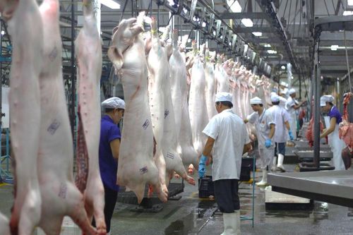 Quy trình kiểm tra thân thịt sau giết mổ. Nguồn: Chi cục Chăn nuôi và Thú y TP Hồ Chí Minh