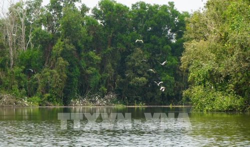 Nhờ quan tâm bảo tồn đa dạng sinh học nên Khu bảo tồn sinh thái Đồng Tháp Mười (xã Tân Phước 2, tỉnh Đồng Tháp) trở thành nơi trú ngụ của nhiều loài chim, cò. Ảnh: Nhựt An - TTXVN