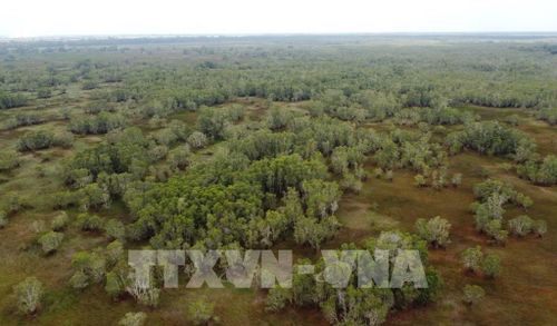 Rừng tràm ở Vườn Quốc gia Tràm Chim. Ảnh: Nhựt An - TTXVN