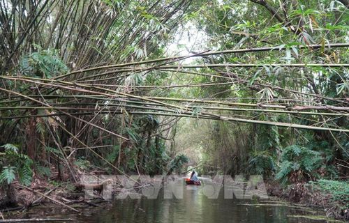 Bên trong Khu bảo tồn sinh thái Đồng Tháp Mười (ở xã Tân Phước 2, tỉnh Đồng Tháp). Ảnh: Nhựt An - TTXVN