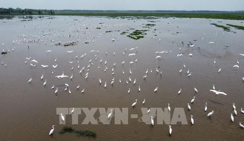 Đàn cò trắng xuất hiện ở khu đất ngập nước của Vườn Quốc gia Tràm Chim. Ảnh: Nhựt An - TTXVN