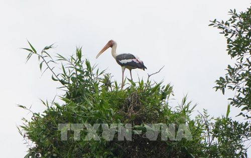 Khu bảo tồn sinh thái Đồng Tháp Mười là nơi trú ngụ của cò nhạn quý hiếm, đang đối mặt với nguy cơ tuyệt chủng và được bảo vệ nghiêm ngặt. Ảnh: Nhựt An - TTXVN
