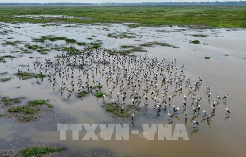 Đàn giang sen xuất hiện ở khu đất ngập nước của Vườn Quốc gia Tràm Chim. Ảnh: Nhựt An - TTXVN