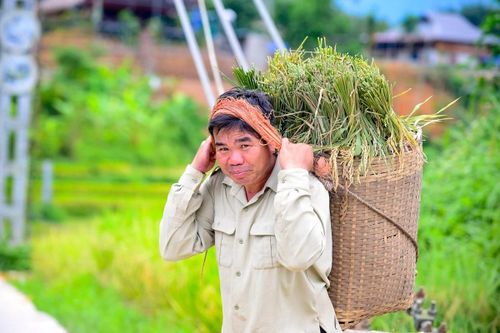Theo ông Lò Văn Phương, ở bản Ngàm Pốc, xã Yên Thắng, vụ mùa năm nay cho sản lượng khá nên bà con rất vui. Với người dân vùng cao, những gùi lúa đầy không chỉ là thành quả của nhiều tháng chăm sóc mà còn là nguồn lương thực bảo đảm cuộc sống cho cả gia đình.