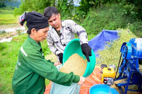 Những hạt lúa mùa mới được cho vào bao không chỉ là thành quả của bao ngày đổ mồ hôi trên nương rẫy, mà còn là niềm vui, hy vọng về một mùa no đủ của người dân vùng cao. Mỗi bao lúa đầy dần lên cũng là lúc nụ cười hiện rõ trên khuôn mặt người nông dân sau những tháng ngày cần mẫn.