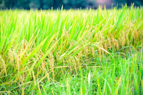 Những bông lúa chín vàng, hạt chắc mẩy trĩu bông trải dài trên các thửa ruộng bậc thang, tạo nên bức tranh mùa gặt rực rỡ giữa núi rừng miền Tây xứ Thanh. Trong nắng đầu hè, sắc vàng óng ánh của lúa hòa cùng nhịp gặt hối hả khiến bản làng thêm rộn ràng, no ấm.