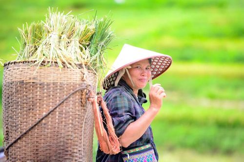 Mỗi gùi lúa nặng từ 30-50 kg oằn vai người gùi, nhưng ai nấy vẫn ánh lên niềm vui bởi thành quả sau những tháng ngày vất vả chăm sóc. Trên những con dốc quanh co, tiếng cười nói rộn ràng hòa cùng nhịp bước hối hả mang mùa vàng no ấm về bản làng.