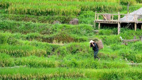 Dọc các xã miền núi phía Tây Thanh Hóa, thời điểm này đâu đâu cũng dễ dàng bắt gặp hình ảnh người dân gùi lúa từ ruộng về bản. Những chiếc gùi nặng trĩu trên lưng nối nhau men theo đường mòn, vượt qua các triền dốc hay băng qua những con suối nhỏ giữa núi rừng.