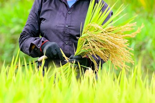 Do phần lớn diện tích sản xuất là ruộng bậc thang nằm trên địa hình dốc, manh mún nên việc cơ giới hóa gần như chưa thể thực hiện. Nhiều công đoạn sản xuất vẫn phụ thuộc hoàn toàn vào sức người. Người dân chủ yếu dùng liềm để gặt thủ công; từ cắt lúa, bó lúa đến vận chuyển đều cần nhiều nhân lực.
