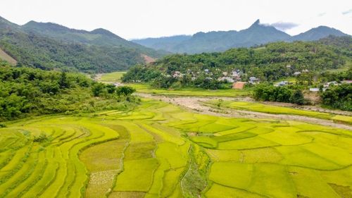 Những ngày cuối tháng 5, khắp các sườn đồi, thung lũng và ruộng bậc thang ở miền Tây Thanh Hóa rực lên sắc vàng của mùa lúa chín. Từ sáng sớm, người dân các xã vùng cao đã tất bật xuống đồng thu hoạch lúa trong không khí khẩn trương nhưng rộn ràng tiếng cười nói.
