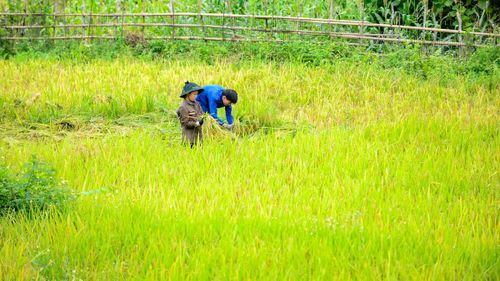 Tại xã Yên Thắng, khi mặt trời vừa nhô qua những dãy núi, trên các thửa ruộng bậc thang men theo sườn đồi, bà con đã bắt đầu mùa gặt. Tiếng liềm cắt lúa xào xạc hòa cùng tiếng gọi nhau í ới vang khắp cánh đồng, tạo nên nhịp lao động đặc trưng của mùa vàng vùng cao.
