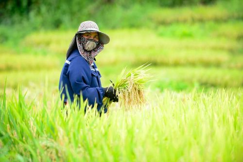 Dưới cái nắng oi nồng đầu hè, nhiều người tranh thủ ra đồng từ tinh mơ để tránh những cơn mưa lớn thường xuất hiện vào buổi chiều.