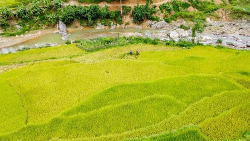 Giữa núi rừng miền Tây xứ Thanh, mùa gặt không chỉ là thời điểm thu hoạch nông sản mà còn là bức tranh lao động đầy sức sống. Trên những thửa ruộng bậc thang vàng óng, những bước chân cần mẫn vẫn nối dài theo triền núi, mang theo hy vọng về một mùa no ấm nơi bản làng vùng cao.