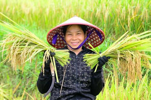 Trên khuôn mặt rám nắng của người nông dân, những giọt mồ hôi lăn dài nhưng ánh mắt ai cũng ánh lên niềm vui được mùa. Nụ cười rạng rỡ, tiếng nói cười rộn vang khắp sườn đồi như xua tan mọi nhọc nhằn sau những tháng ngày vất vả bám ruộng, bám nương.
