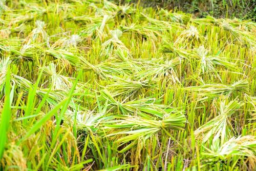 Sau khi cắt xong, lúa thường được bà con bó lại, phơi trên gốc rạ từ một đến hai nắng để khô mặt. Khi thời tiết thuận lợi, từng bó lúa mới được gom lại, chất vào gùi để vận chuyển về nhà.