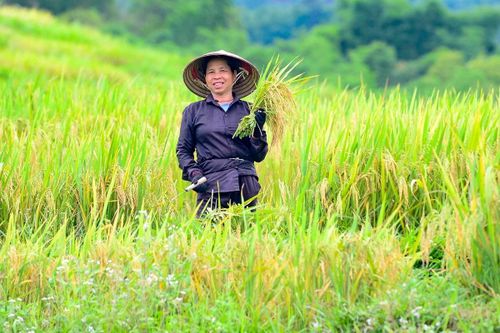 Mồ hôi thấm đẫm lưng áo sau nhiều giờ đứng giữa đồng, bà Lò Thị Hợi (55 tuổi, xã Yên Thắng) cho biết năm nay thời tiết thuận lợi nên lúa phát triển tốt, bông chắc hạt, năng suất khá hơn mọi năm. Vì vậy, dù công việc vất vả nhưng ai cũng phấn khởi khi bước vào vụ thu hoạch.